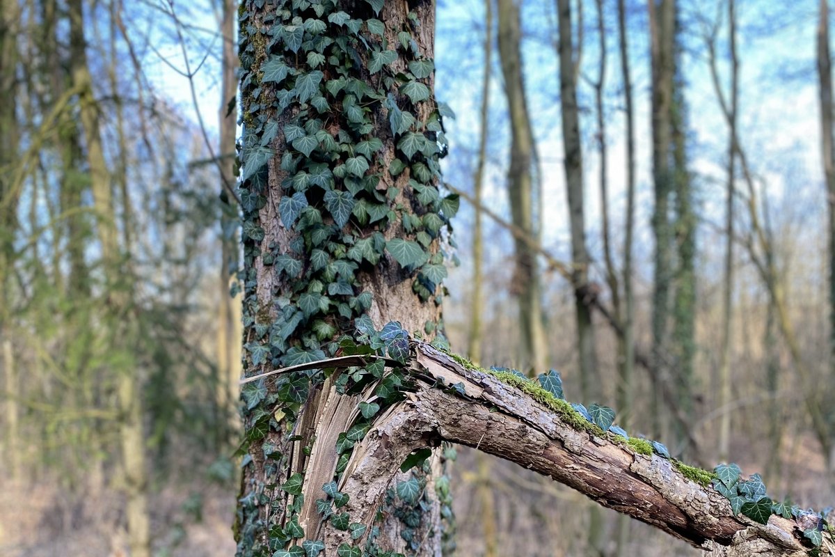 Baum mit Efeu