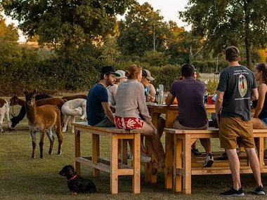 Eine Gruppe Menschen sitzt an einem Tisch auf einer Alpaka Wiese