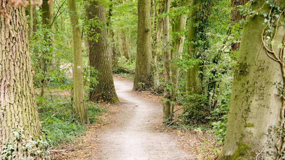 Wandern Weg im Wald