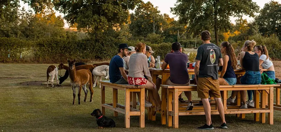 Eine Gruppe sitzt an einem Tisch auf einer Wiese mit Alpakas.